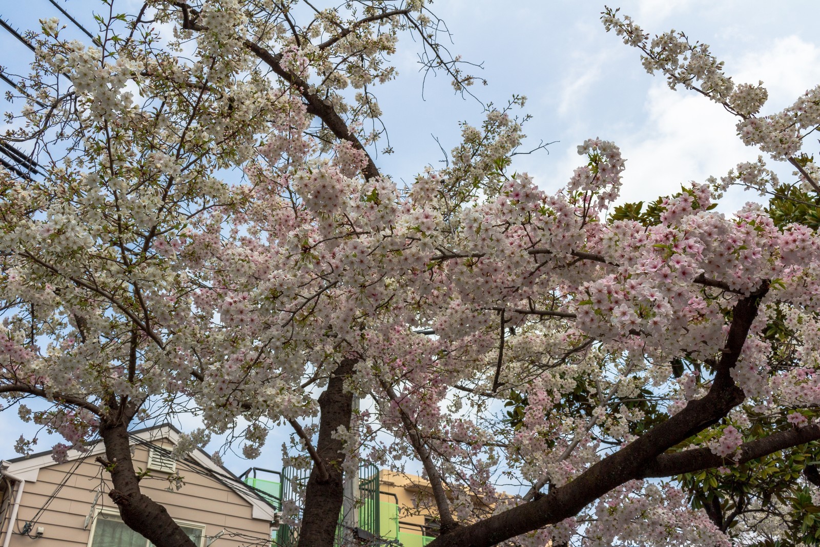 f:id:sarahqee:20210320183101j:plain