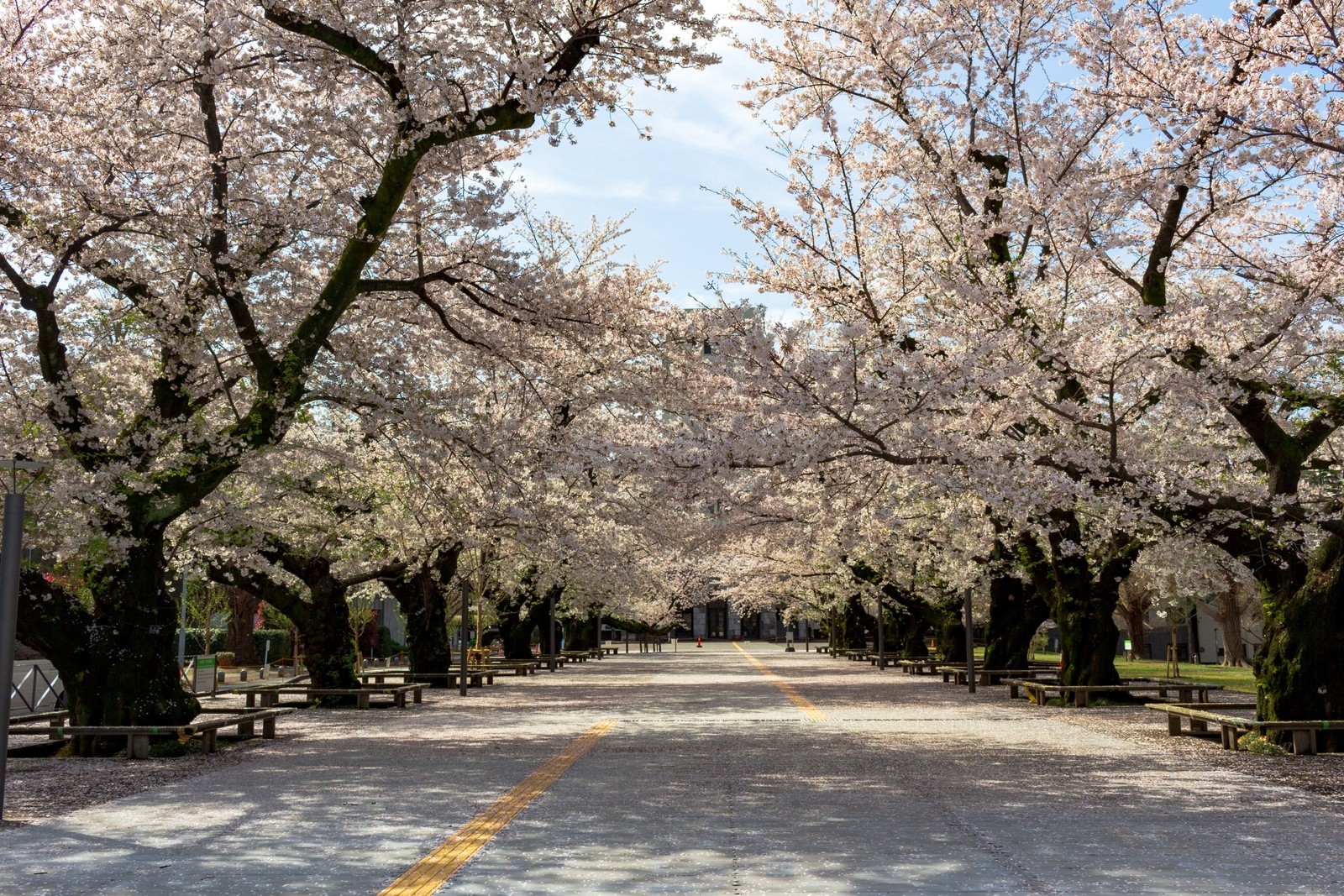 f:id:sarahqee:20210329200348j:plain