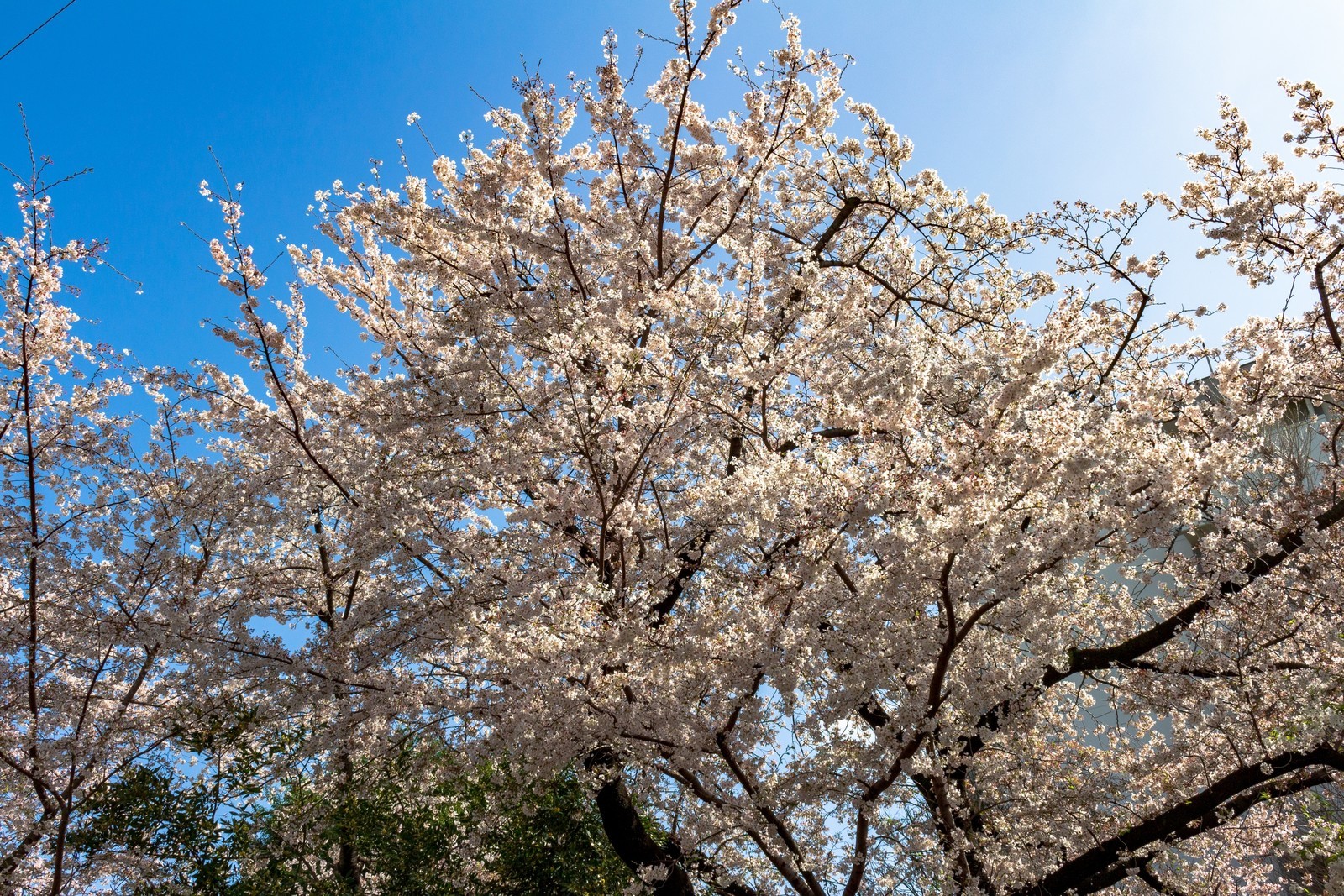 f:id:sarahqee:20210329200449j:plain