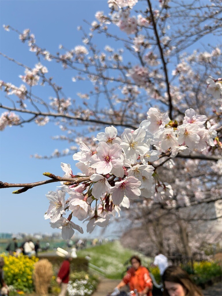 f:id:sarahqee:20260329193333j:image