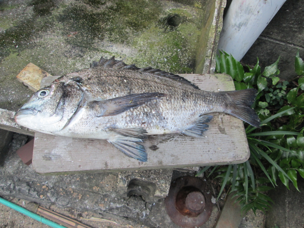 f:id:sarai-kitagiisland:20160613061847j:plain f:id:sarai-kitagiisland:20160613061847j:plain