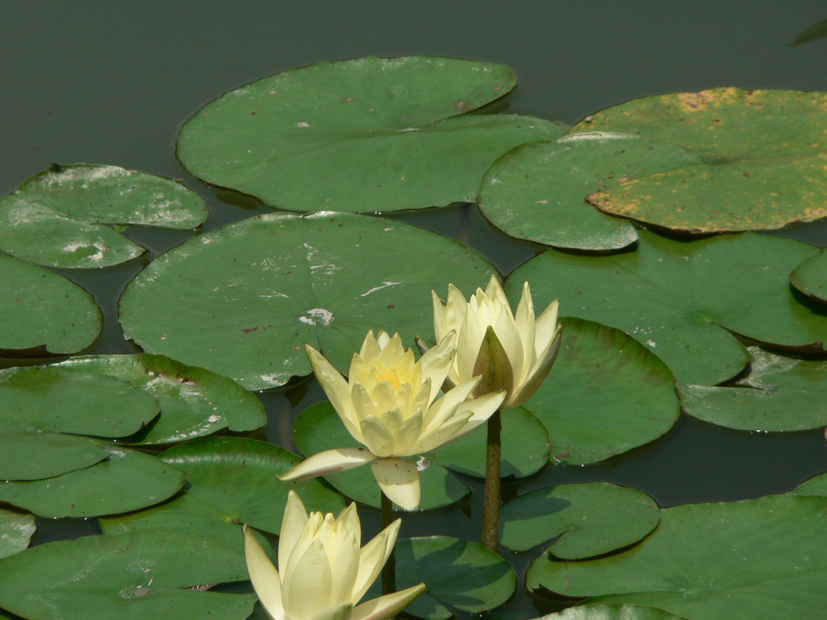 f:id:sarasa123:20200716214429j:plain f:id:sarasa123:20200716214429j:plain