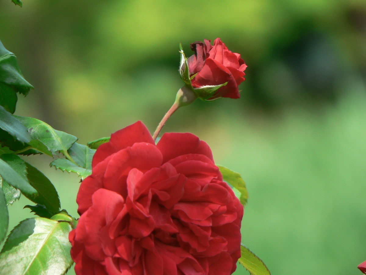 f:id:sarasa123:20200716214527j:plain f:id:sarasa123:20200716214527j:plain
