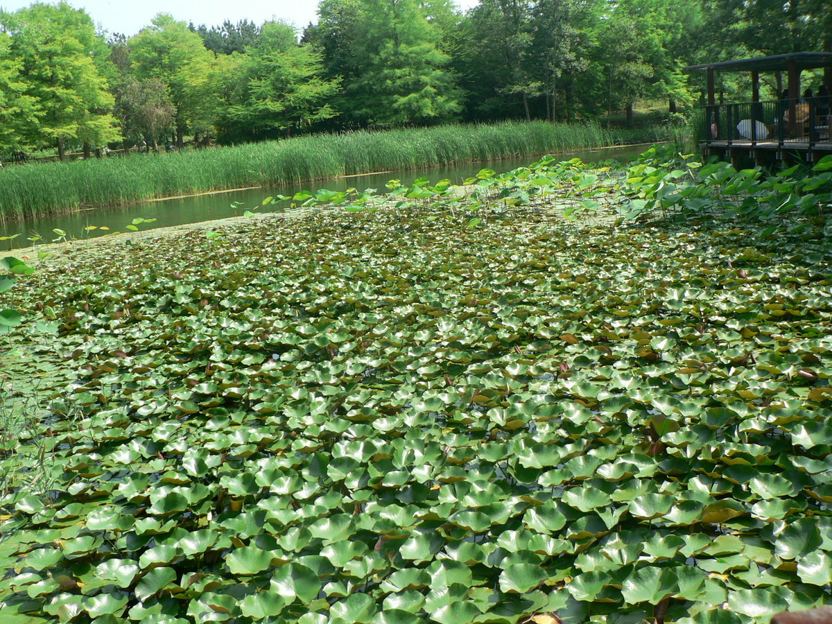 f:id:sarasa123:20200716214642j:plain f:id:sarasa123:20200716214642j:plain