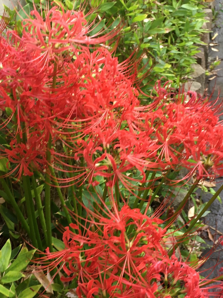 f:id:sarasa123:20200926142812j:plain f:id:sarasa123:20200926142812j:plain