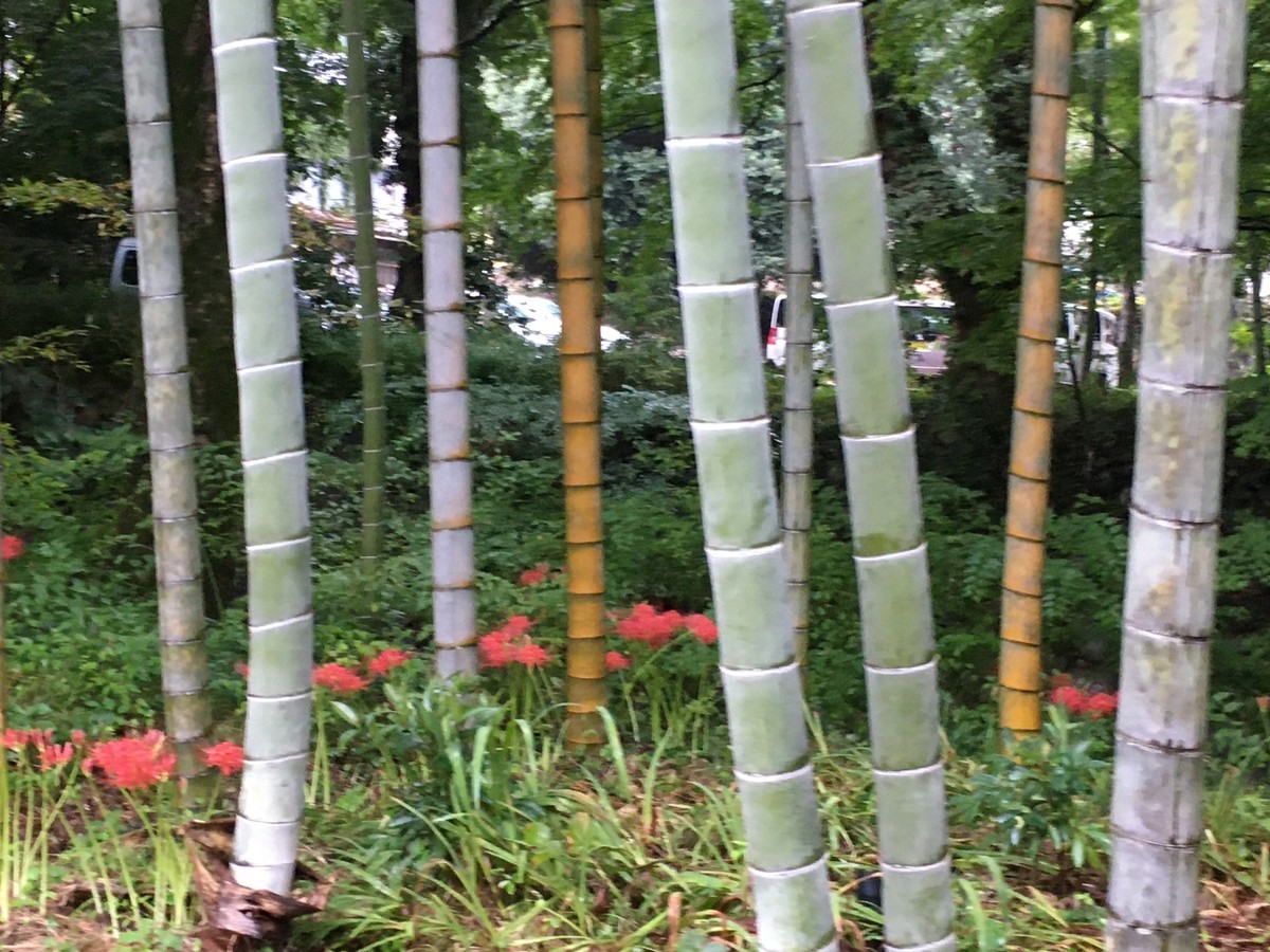 f:id:sarasa123:20200926150709j:plain f:id:sarasa123:20200926150709j:plain