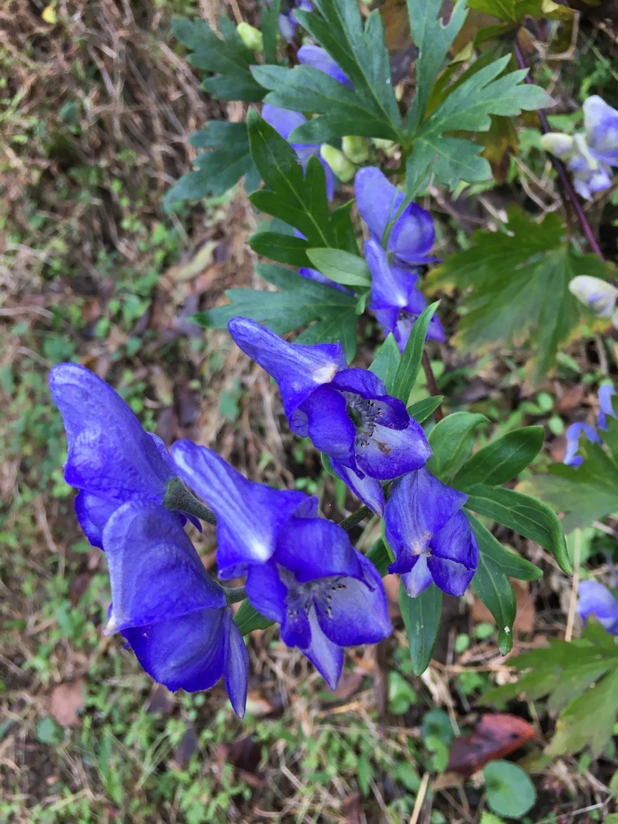 f:id:sarasa123:20201029121826j:plain f:id:sarasa123:20201029121826j:plain