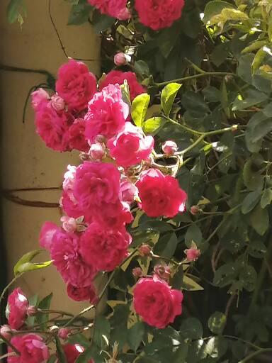 f:id:sarashitamanegi:20210606195515j:plain