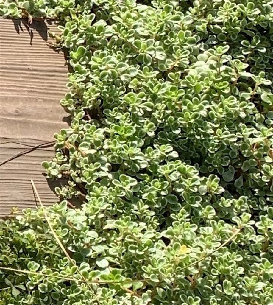 f:id:sarees:20190407104006j:image