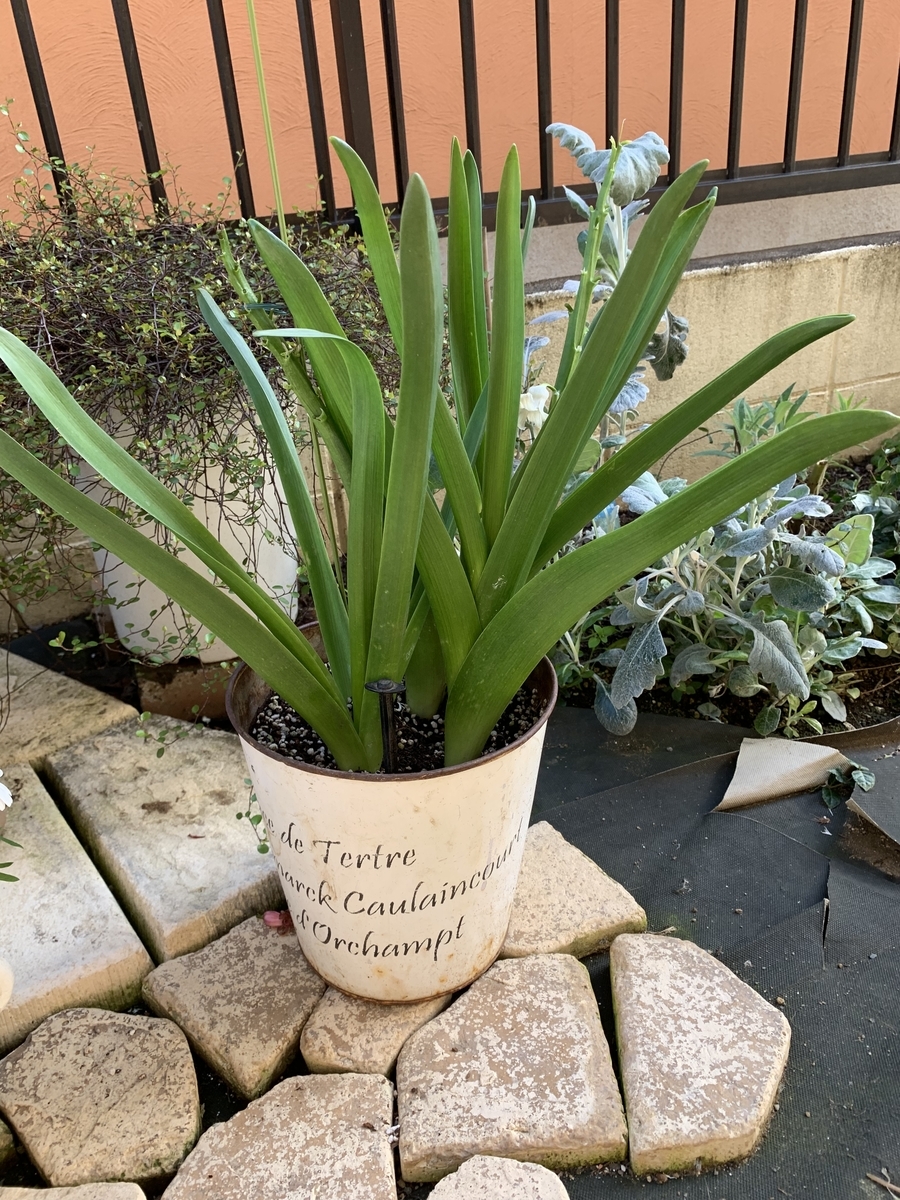 f:id:sarees:20190409183423j:plain