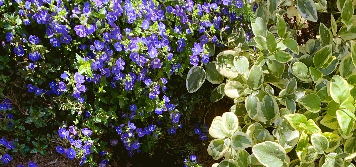 f:id:sarees:20190410131818j:plain