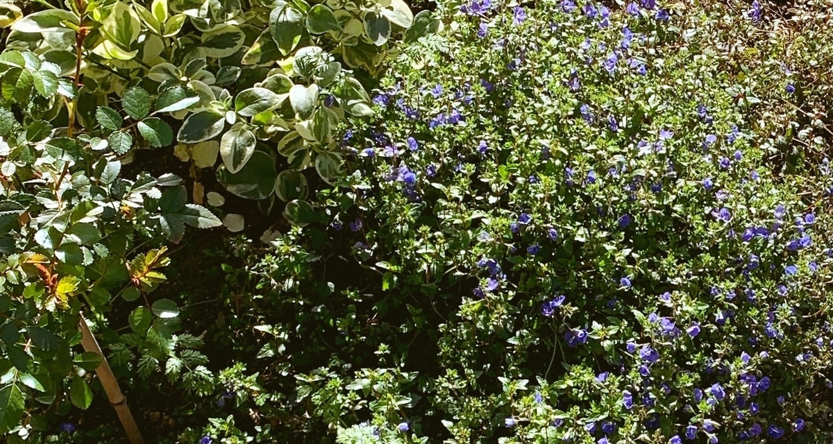 f:id:sarees:20190410132917j:plain