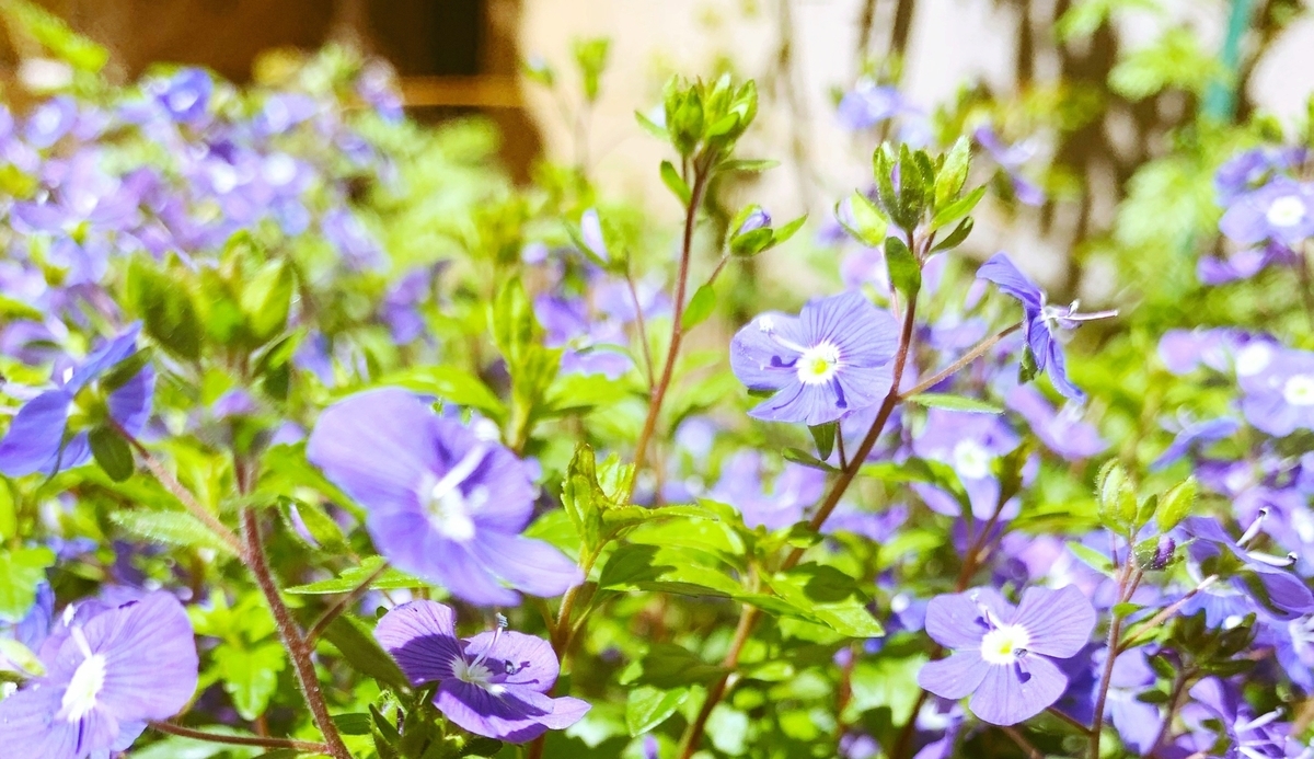 f:id:sarees:20190415141603j:plain