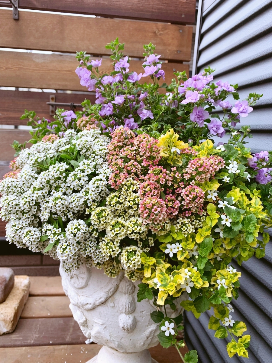 f:id:sarees:20190415143228j:plain