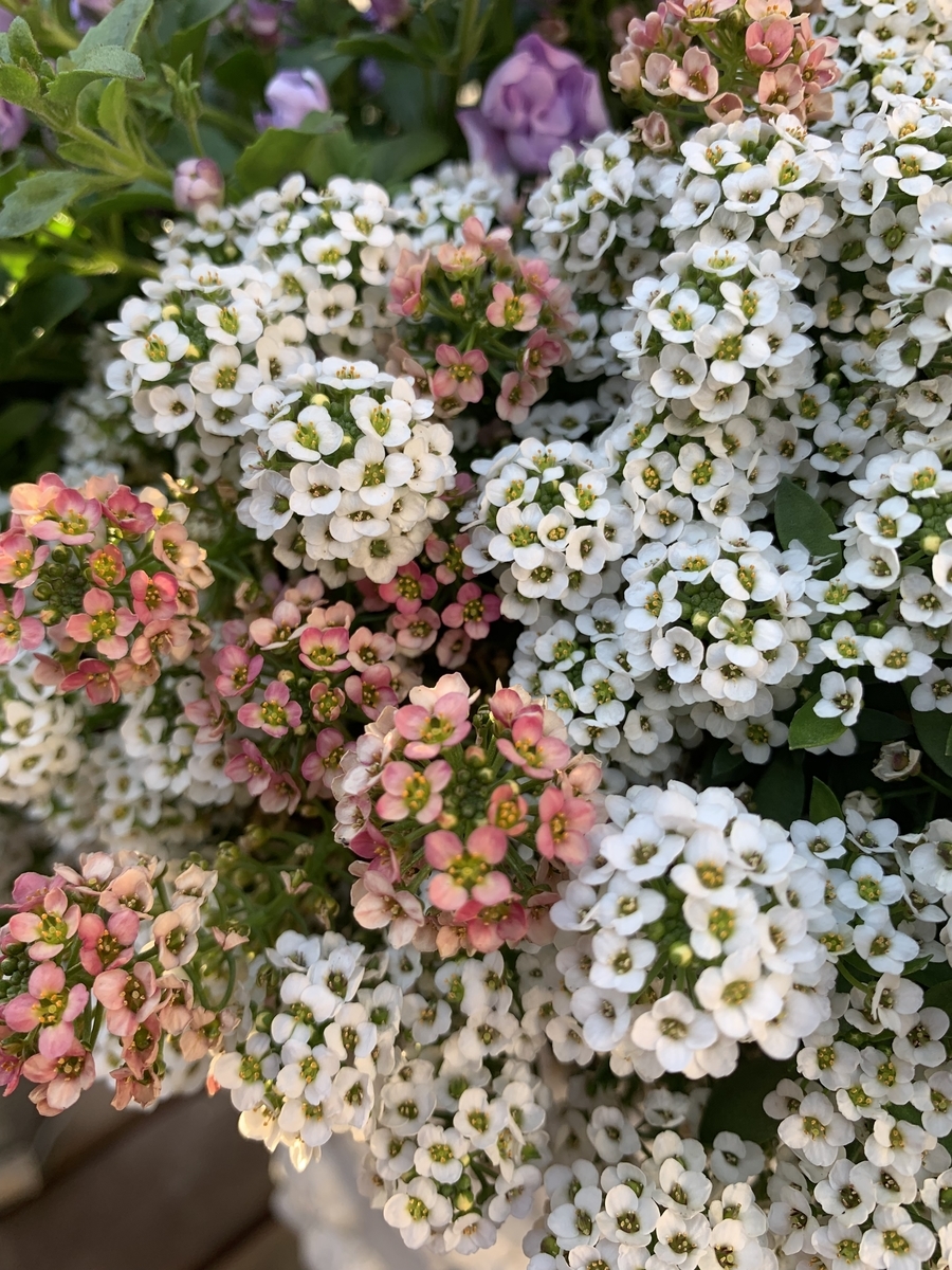 f:id:sarees:20190415163923j:plain