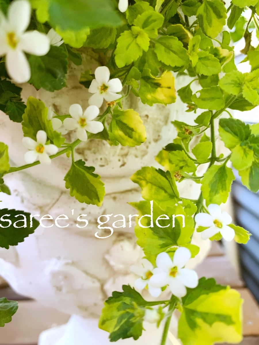 f:id:sarees:20190415164551j:plain