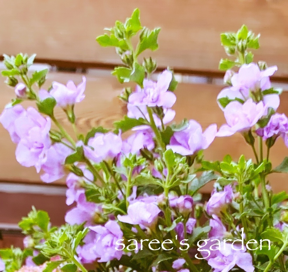 f:id:sarees:20190415164614j:plain