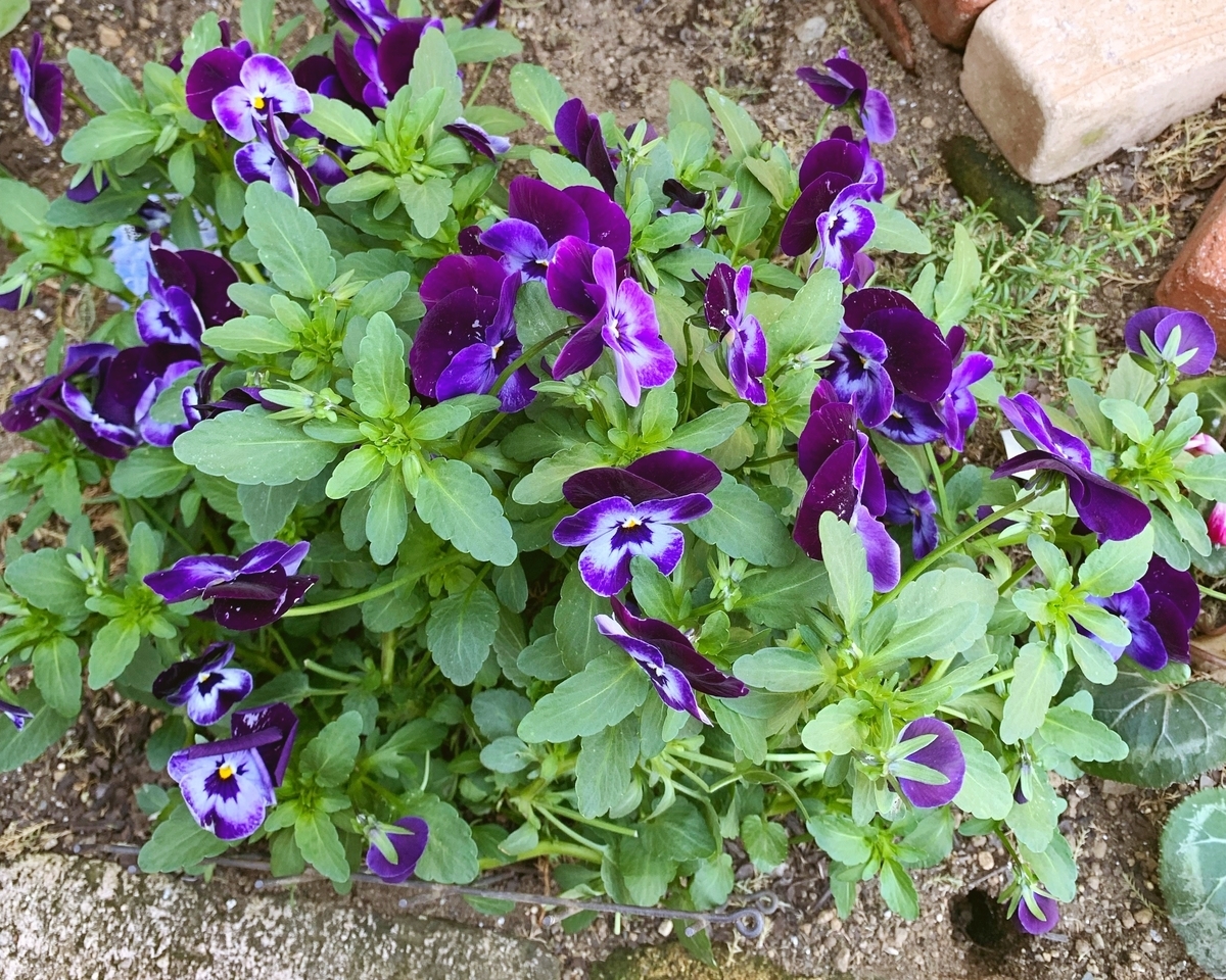 f:id:sarees:20190417154210j:plain