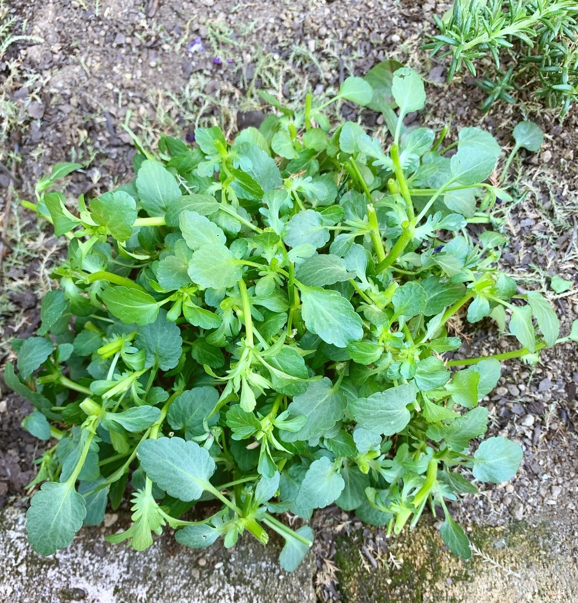 f:id:sarees:20190417154317j:plain