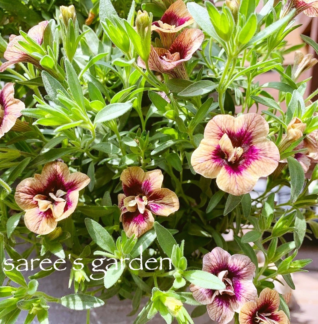 f:id:sarees:20190419130640j:plain