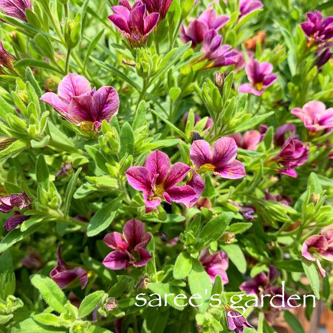 f:id:sarees:20190419130652j:plain