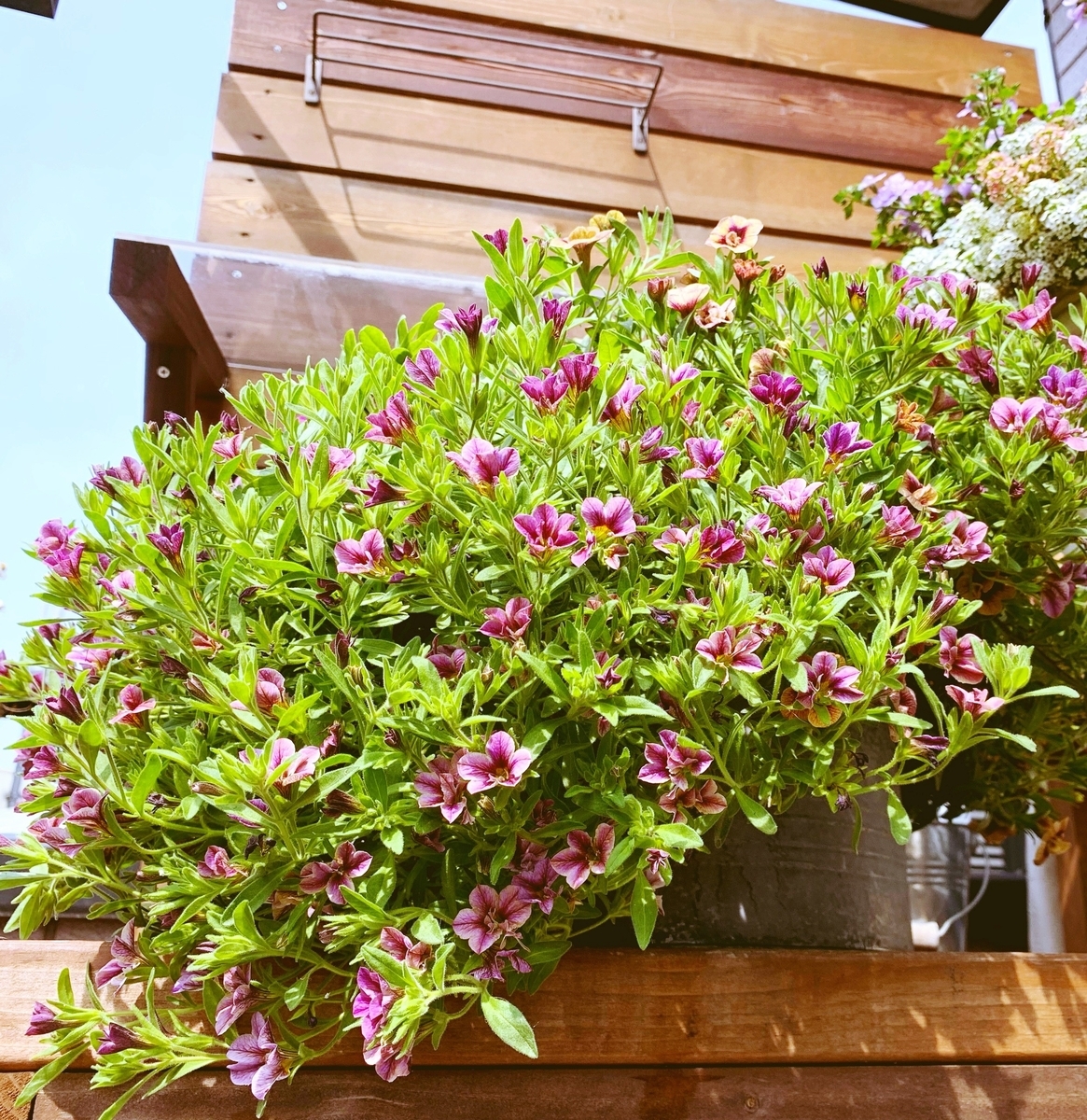 f:id:sarees:20190419130726j:plain