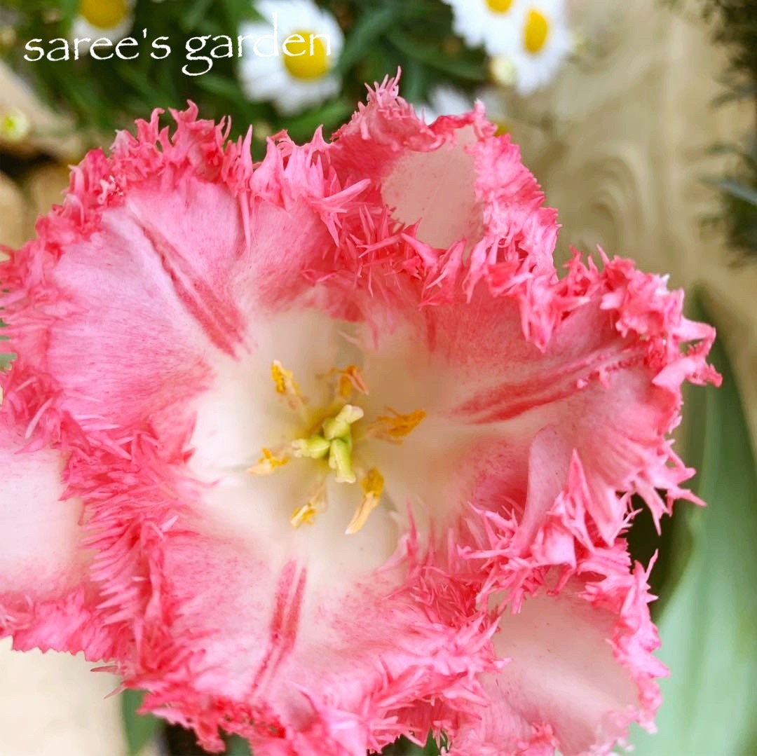 f:id:sarees:20190421133820j:plain