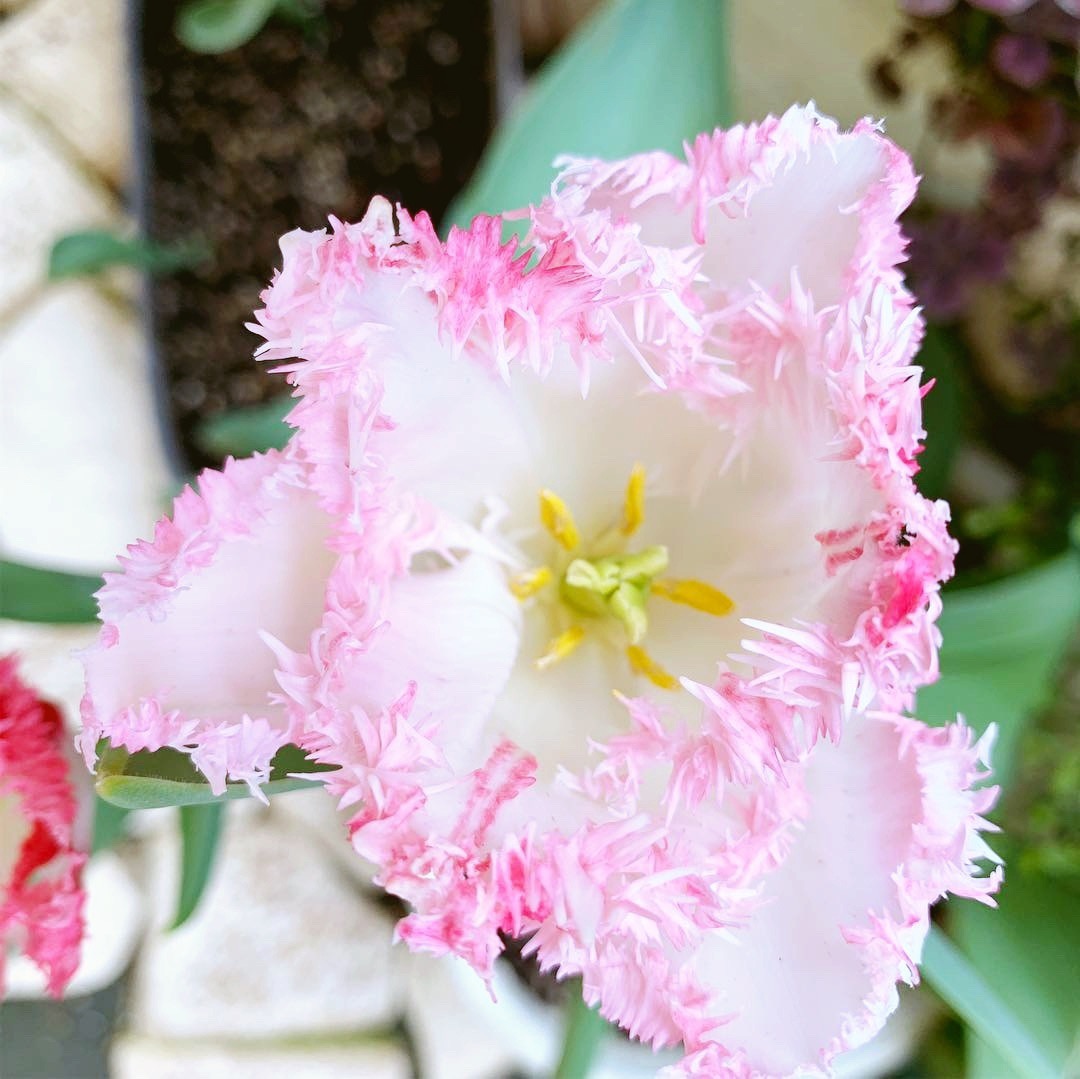 f:id:sarees:20190421133836j:plain