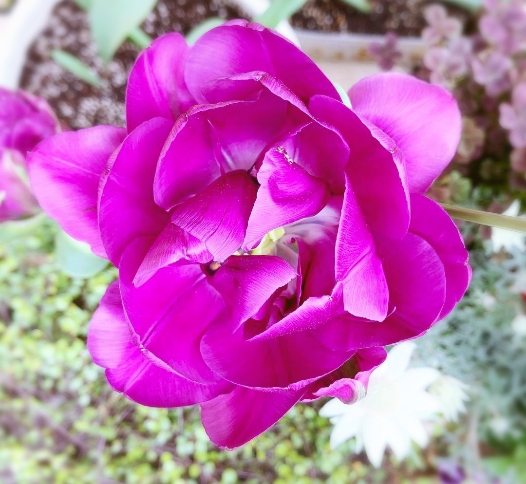 f:id:sarees:20190421133845j:plain