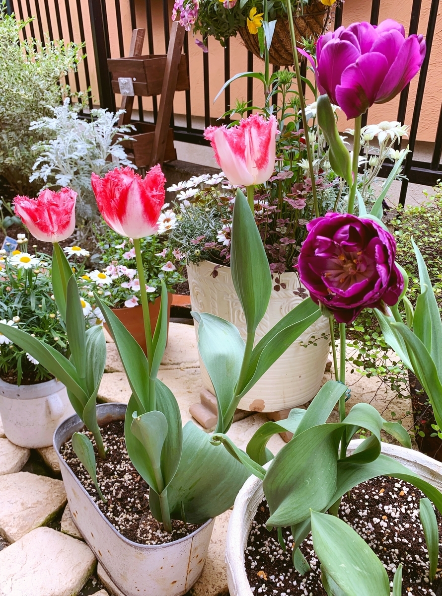 f:id:sarees:20190421133856j:plain