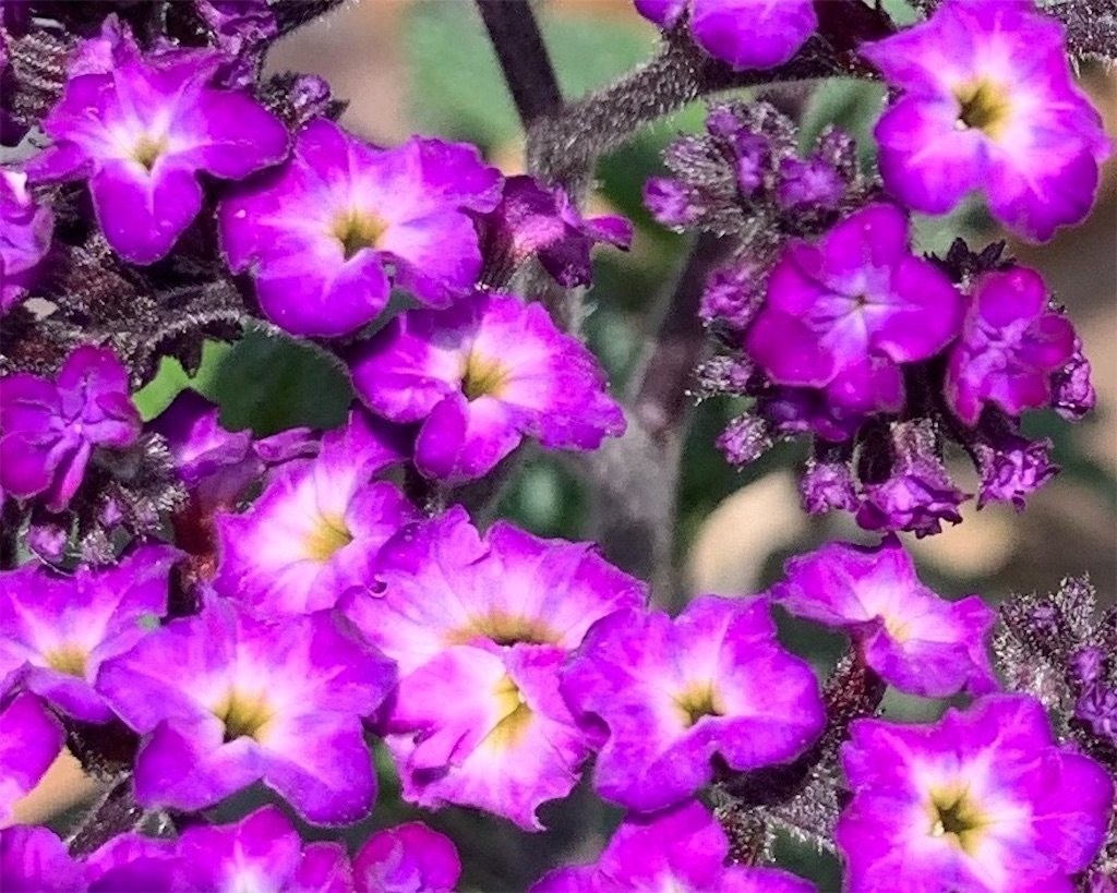 f:id:sarees:20190422170447j:image