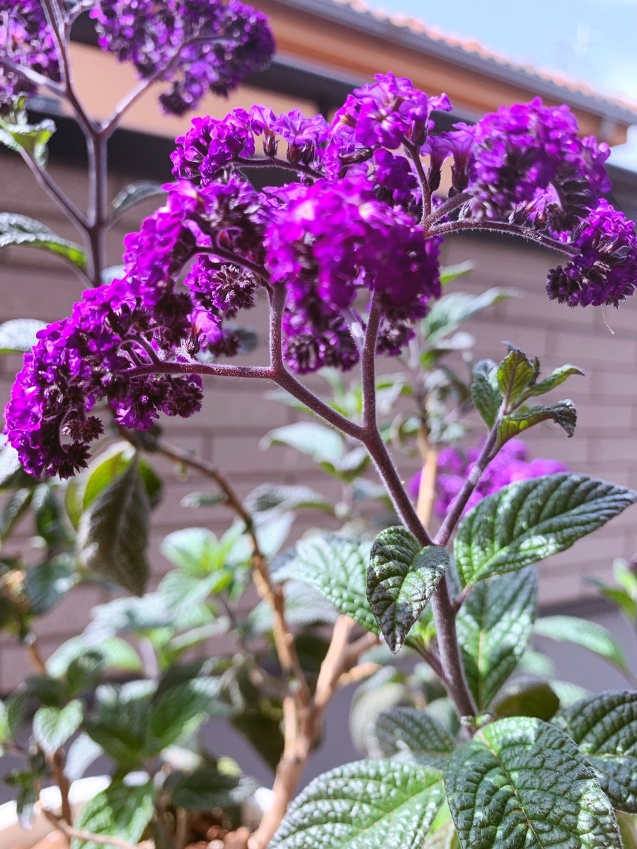 f:id:sarees:20190423092643j:plain