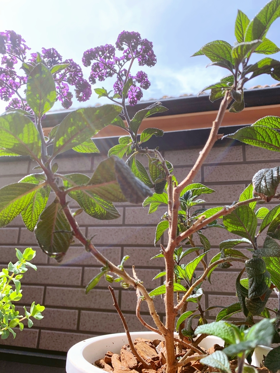 f:id:sarees:20190423092851j:plain