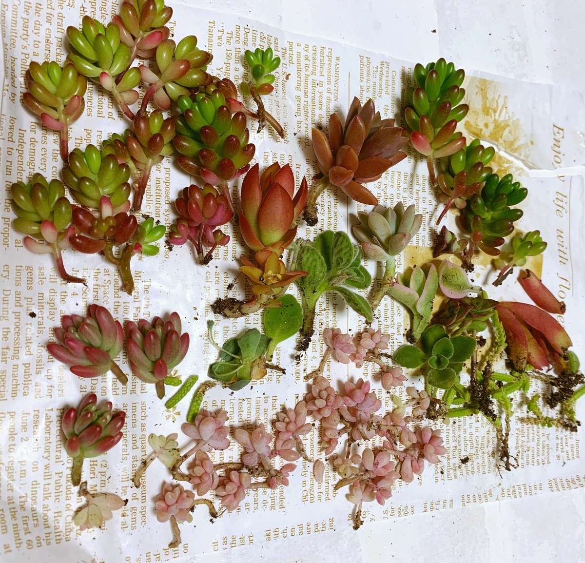 f:id:sarees:20190424090449j:plain