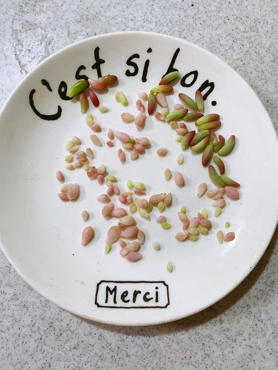 f:id:sarees:20190424090629j:plain