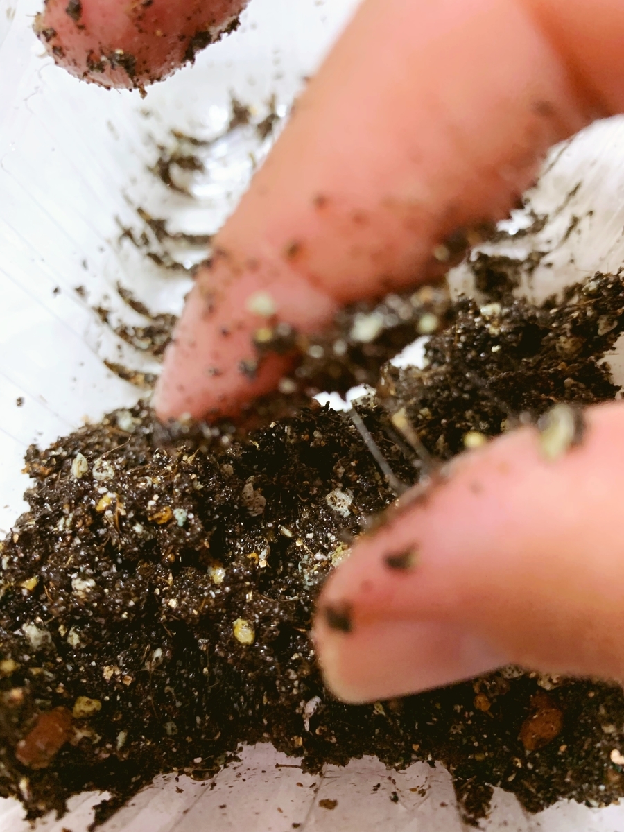 f:id:sarees:20190426095753j:plain