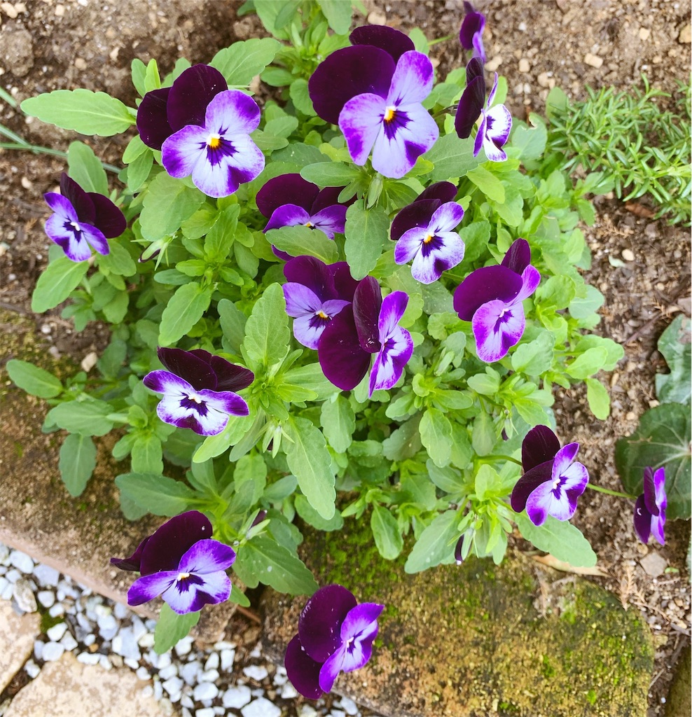 f:id:sarees:20190503104436j:image