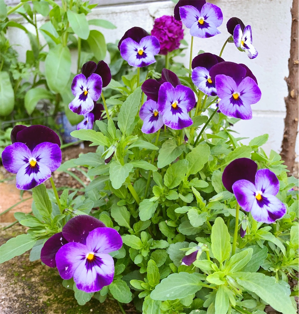 f:id:sarees:20190503104438j:image