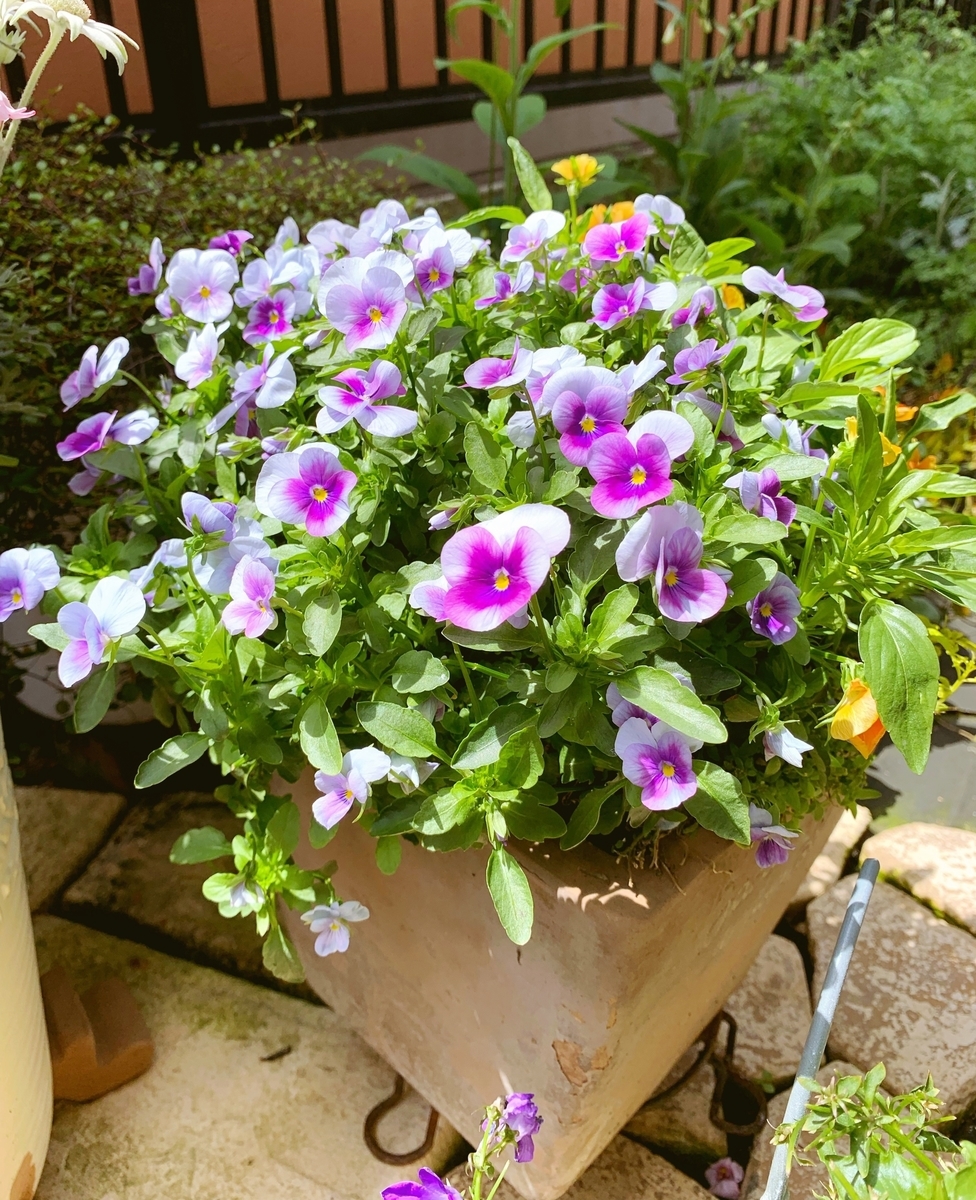 f:id:sarees:20190505113606j:plain