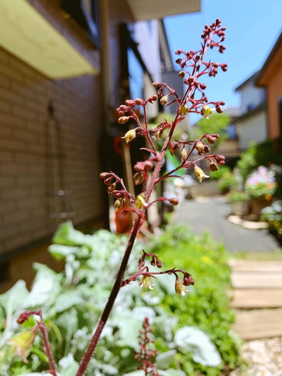 f:id:sarees:20190508130456j:plain