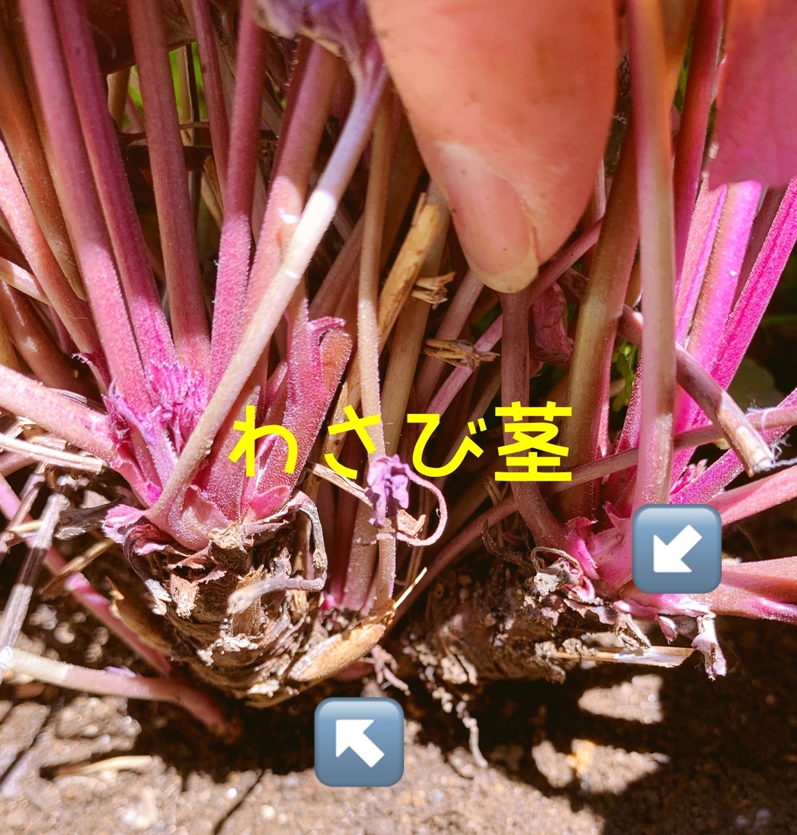 f:id:sarees:20190508131211j:plain