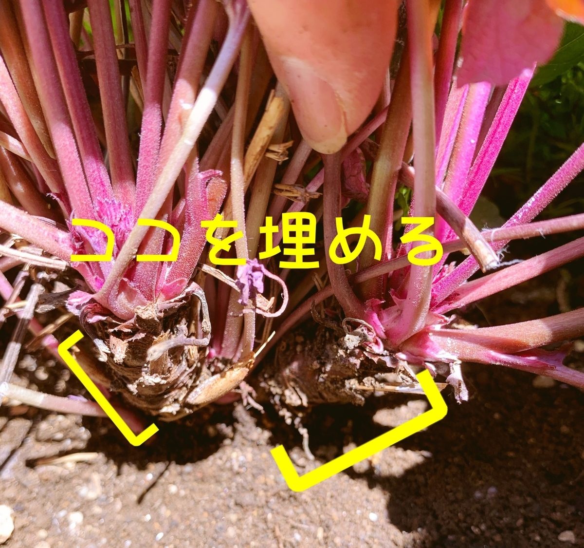 f:id:sarees:20190508132700j:plain