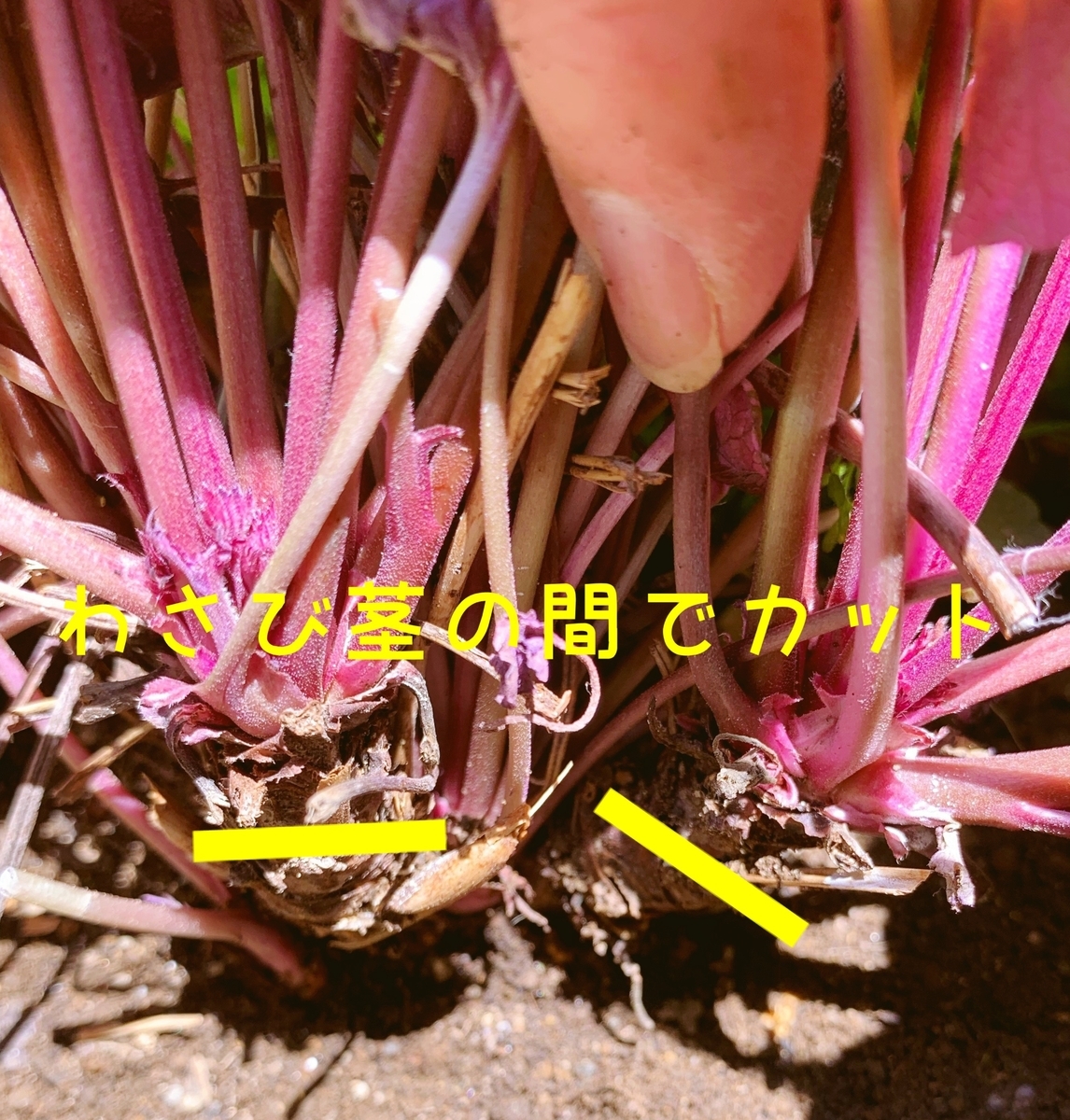 f:id:sarees:20190508140802j:plain