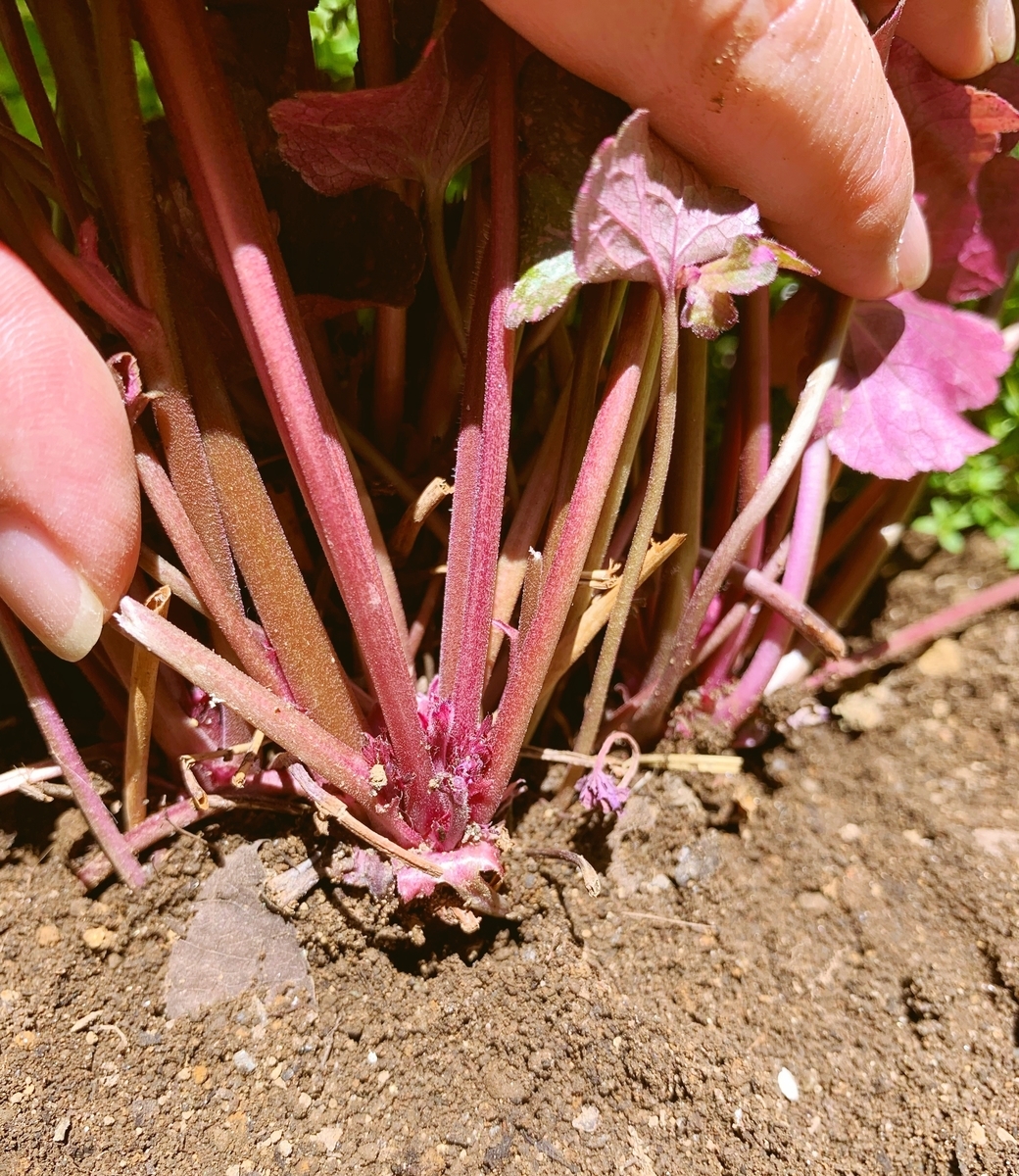 f:id:sarees:20190508142759j:plain