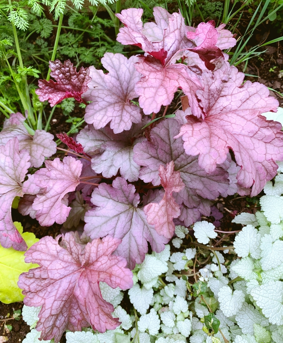 f:id:sarees:20190508143956j:plain