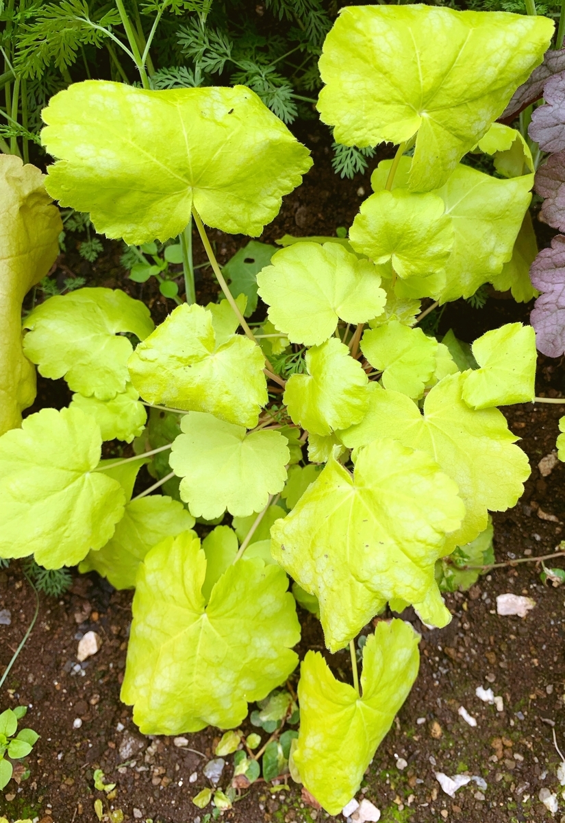 f:id:sarees:20190508144035j:plain