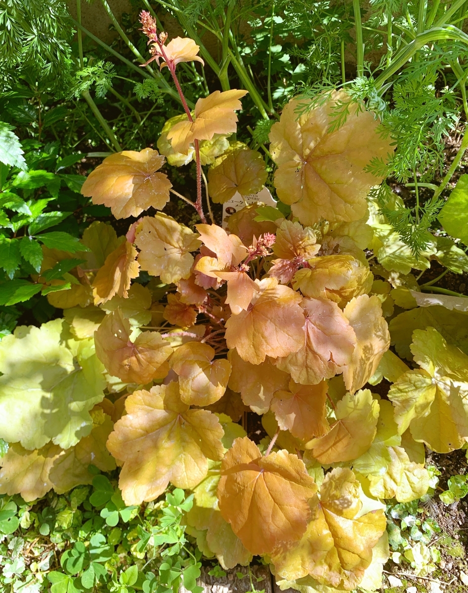 f:id:sarees:20190508145328j:plain