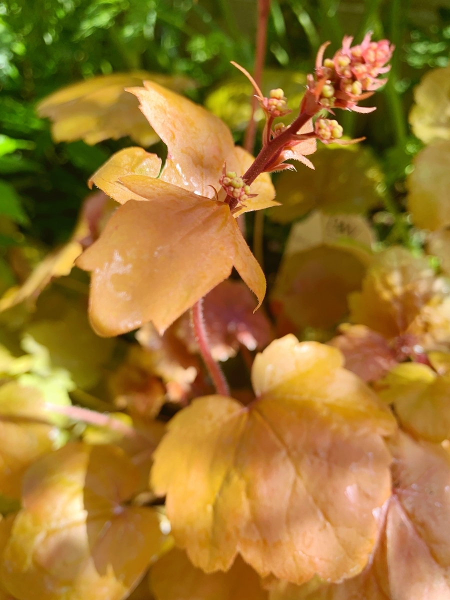 f:id:sarees:20190508145348j:plain