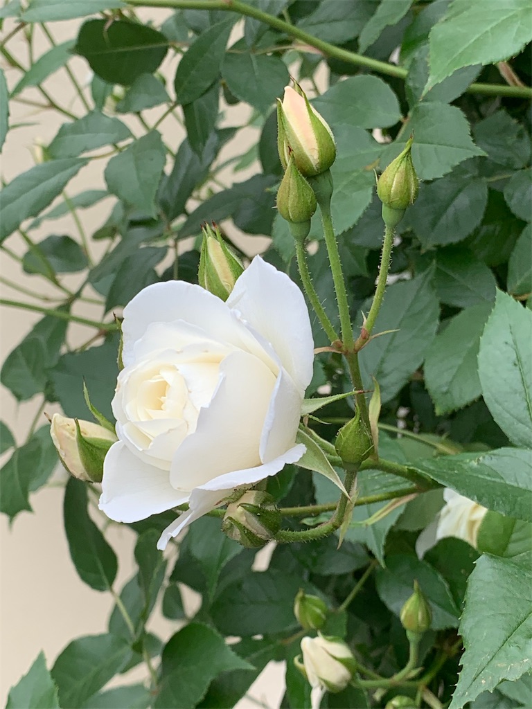 f:id:sarees:20190514105034j:image