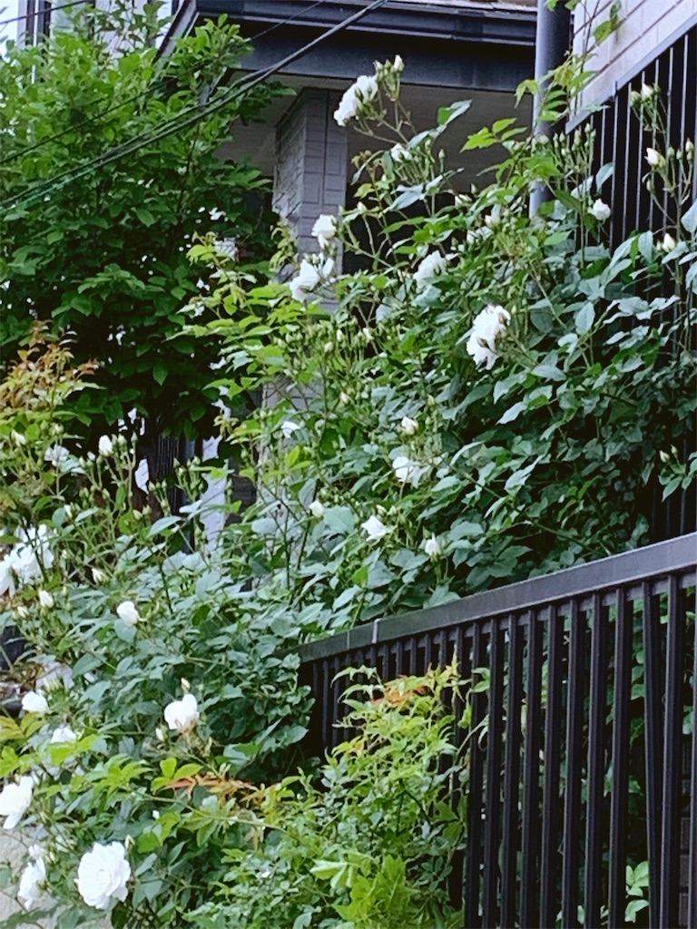 f:id:sarees:20190514105125j:image